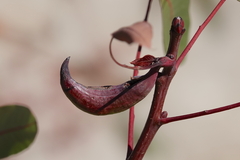 Baizongia pistaciae