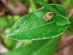 Parawixia