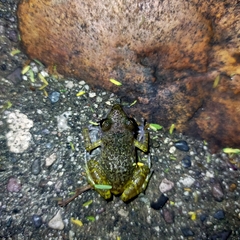 Eleutherodactylus interorbitalis