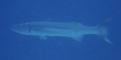 Sphyraena barracuda