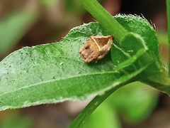 Parawixia
