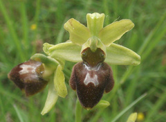 Ophrys sphegodes