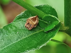 Parawixia