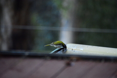 Melithreptus chloropsis