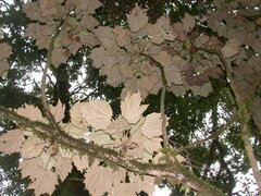 Sinopanax formosanus