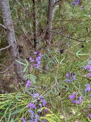 Glycine