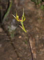 Caladenia leptochila