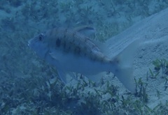 Lethrinidae