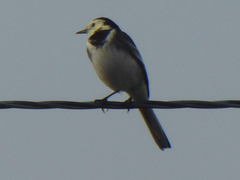 Motacilla alba yarrellii