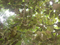 Sinopanax formosanus