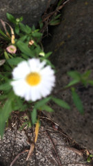 Erigeron karvinskianus