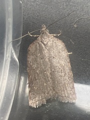 Acleris sparsana