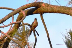 Melanerpes lewis