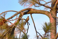 Melanerpes lewis