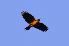 Melanerpes lewis