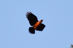 Melanerpes lewis