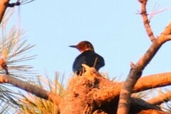 Melanerpes lewis