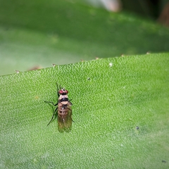 Anthomyia medialis