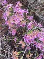 Calytrix carinata