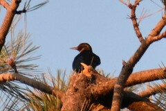 Melanerpes lewis
