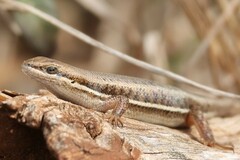 Trachylepis varia