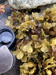 Littorina saxatilis