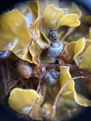 Littorina saxatilis