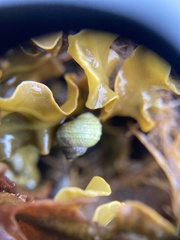 Littorina saxatilis