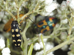 Castiarina decemmaculata