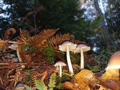 Psathyrella longipes