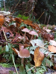 Psathyrella longipes