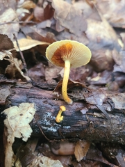 Pleuroflammula tuberculosa