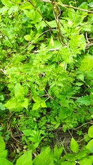 Chaerophyllum bulbosum