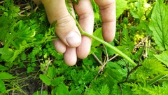 Chaerophyllum bulbosum