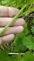 Chaerophyllum bulbosum