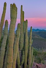 Stenocereus thurberi