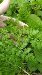 Chaerophyllum bulbosum