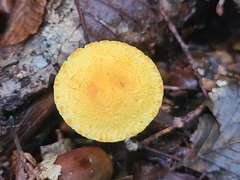 Pleuroflammula tuberculosa