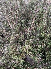 Xanthosia stellata