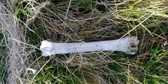 Capreolus capreolus