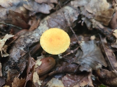 Pleuroflammula tuberculosa