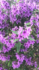 Prostanthera