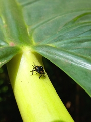 Chinavia marginata