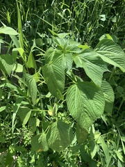 Acalypha ostryifolia