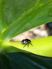Chinavia marginata