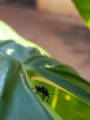 Chinavia marginata