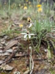 Caladenia cucullata