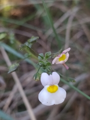 Nemesia
