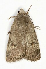 Caradrina flavirena