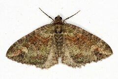 Catarhoe basochesiata